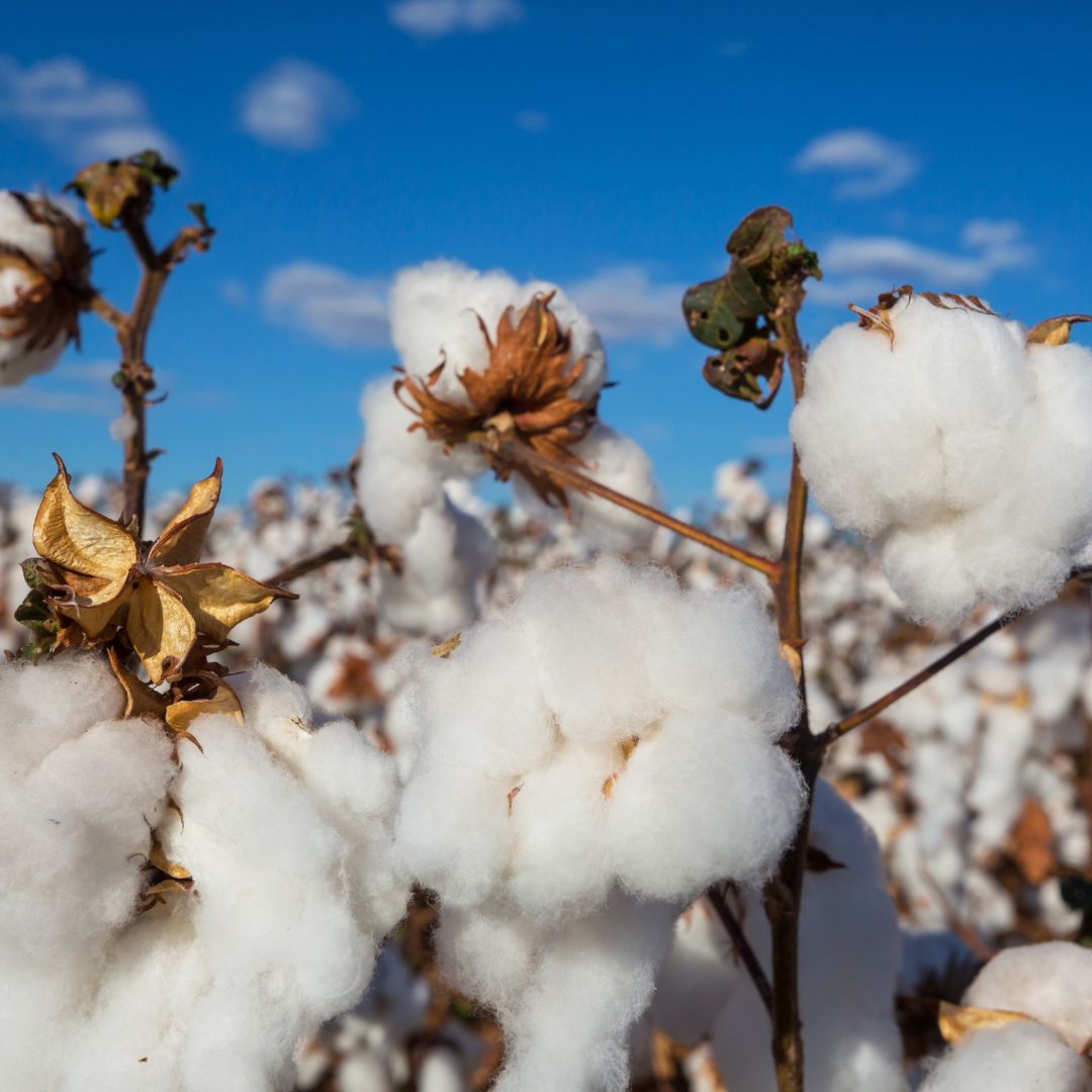 Cotton: The Fabric That Changed the World